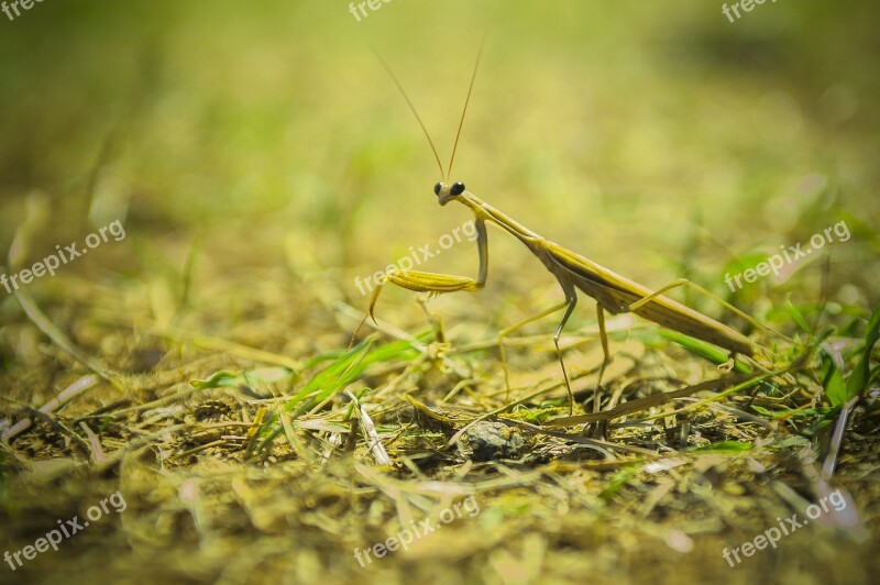 Praying Mantis Insect Macro Mediterranean Close Up