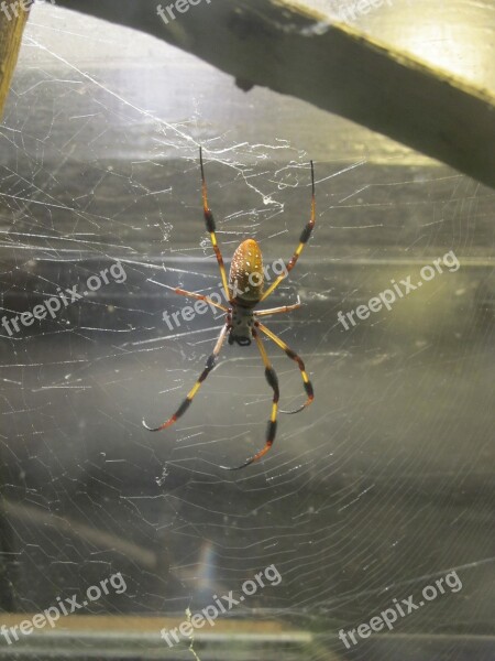 Golden Silk Orb-weaver Spider Web Arachnid Giant Wood Spider