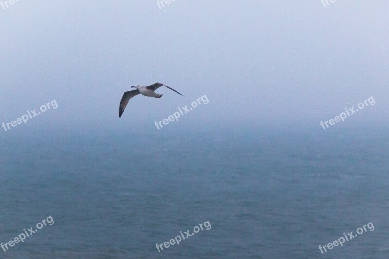 Seagull Bird Flying Beach Dune