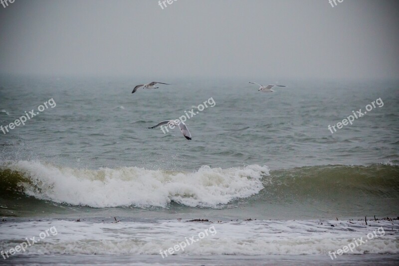 Seagull Bird Flying Beach Dune