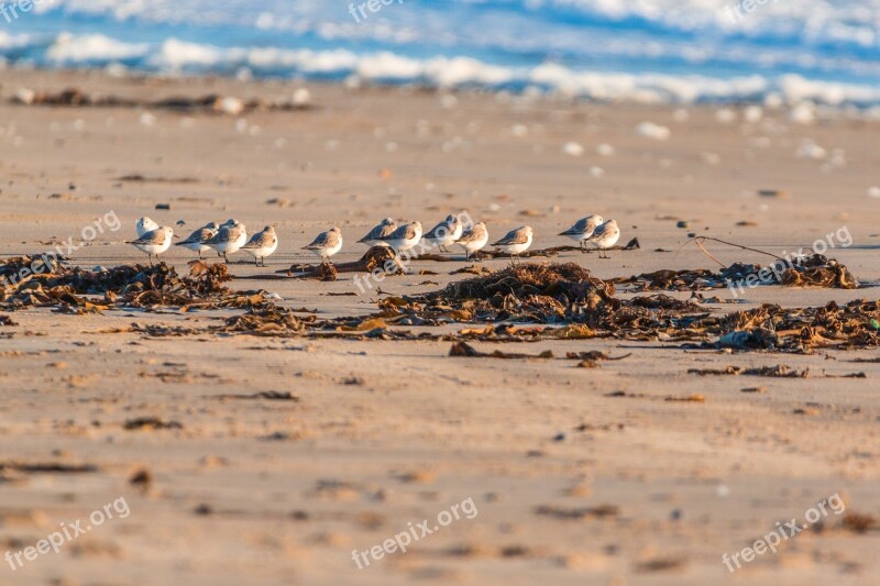 Bird Beach Dune Helgoland North Sea