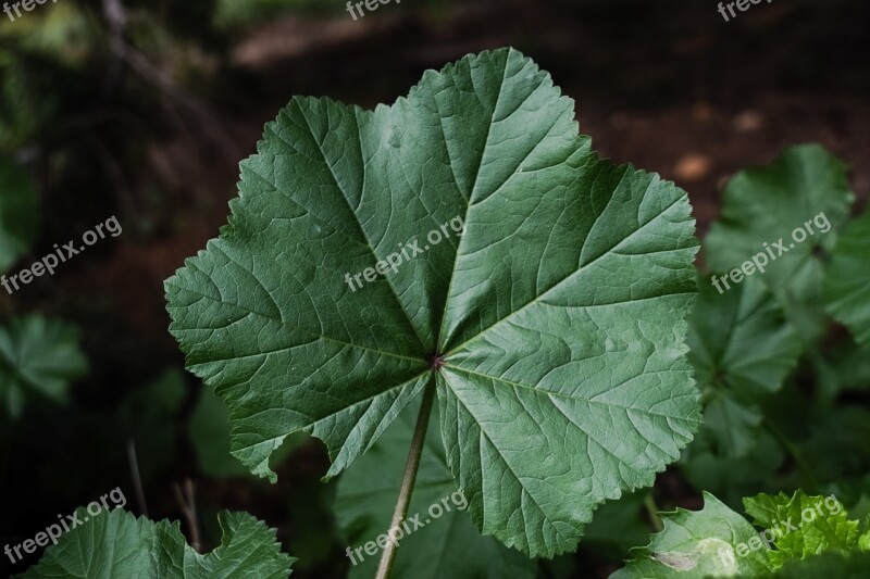 Mallow Leaf Plant Herb Nature