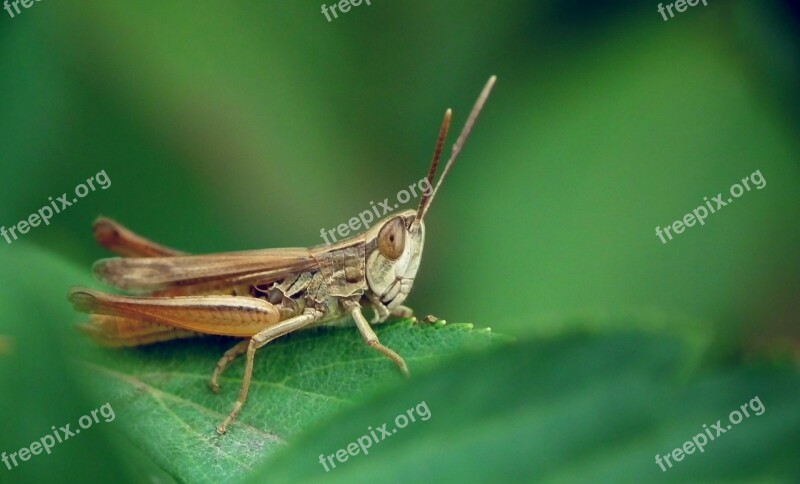 Desert Locust Insect Grasshopper Nature Grass