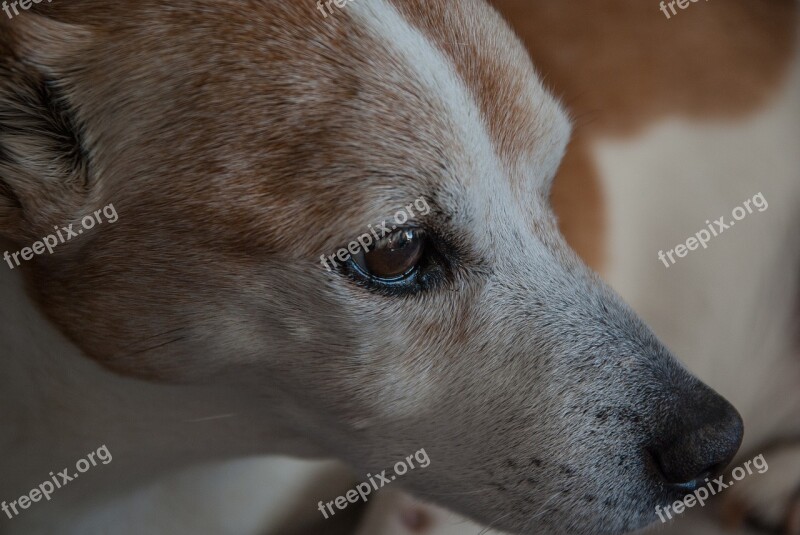 Dog Jack Russel Terrier Canine Free Photos