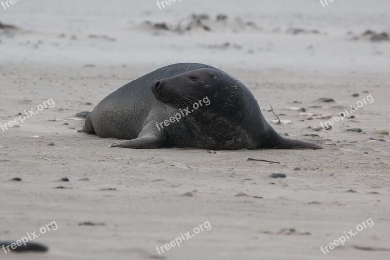 Grey Seal Robbe Halichoerus Grypus Beach Dune