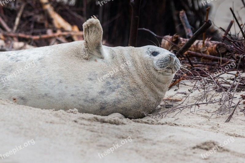 Grey Seal Robbe Halichoerus Grypus Beach Dune