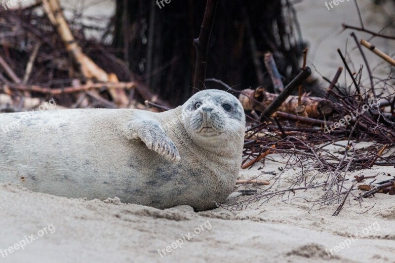 Grey Seal Robbe Halichoerus Grypus Beach Dune