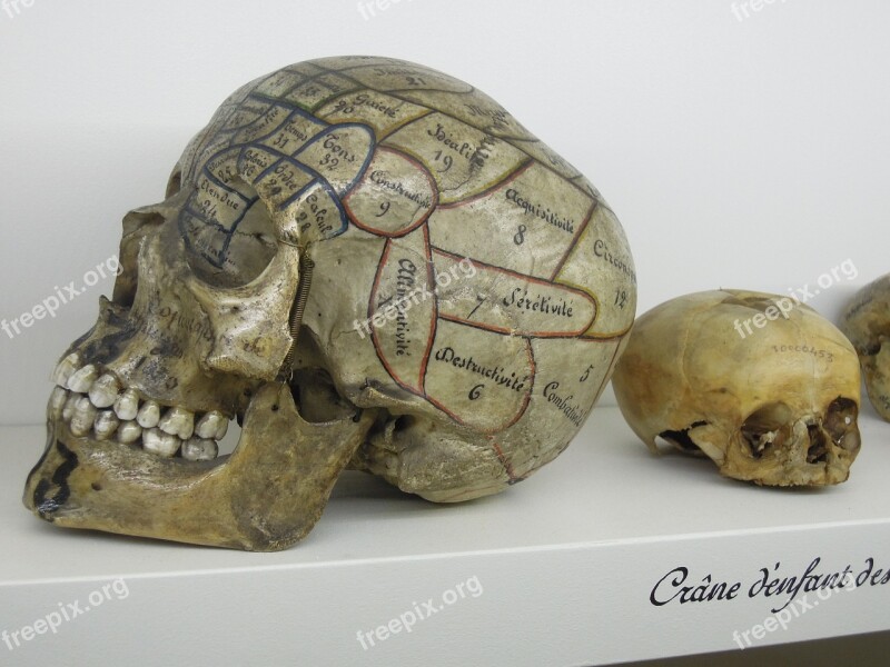 Skull Phrenology Museum Curiosity Skeleton