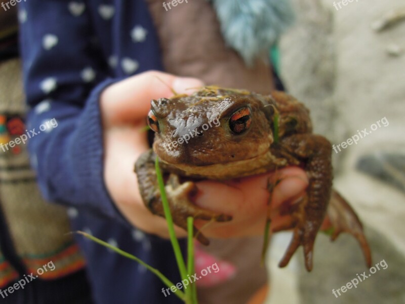 Frog Pond Amphibian Gerardo Fauna