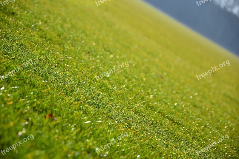 Grass Lawn Green Nature Purity