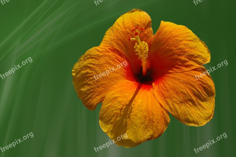 Hibiscus Flower Blossom Bloom Orange