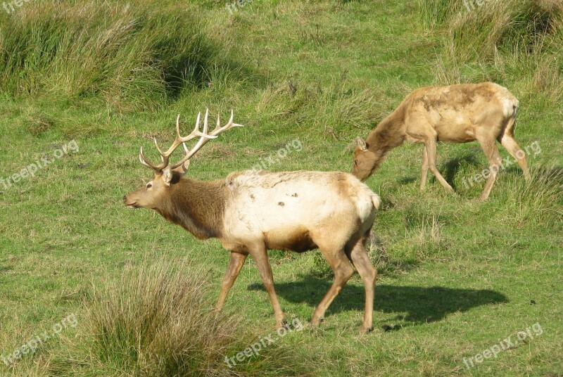 Elk Animal Mammal Antler Wildlife