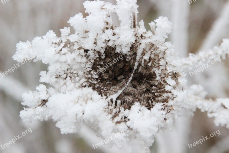 Frost Grasses Winter Snow Crystals Grass