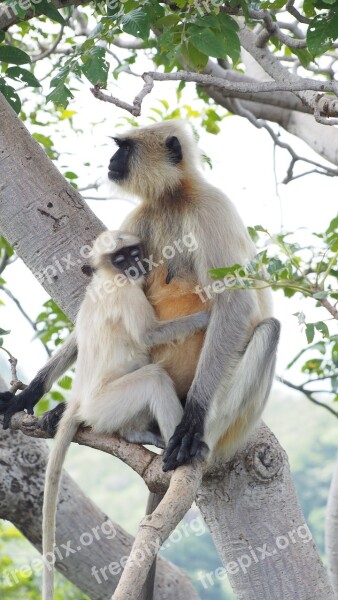 Monkey Mother Monkey Baby Monkey Wildlife Animal