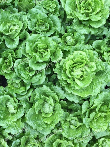 Vegetables Field Vegetable Fields Free Photos