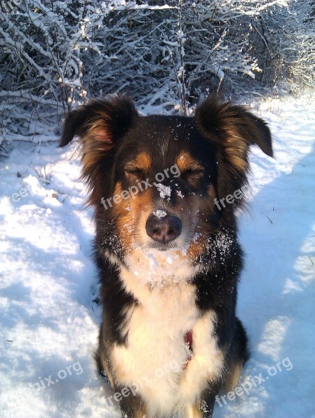 Dog Winter Snow Australian Shepherd Free Photos