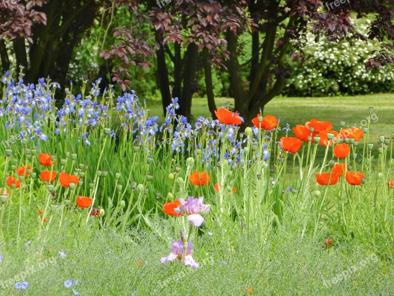 Meadow Nature Flower Red Summer