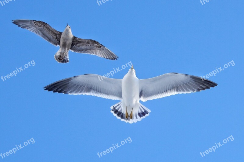 Animal Blue Sky Sea Gull Seagull Seabird