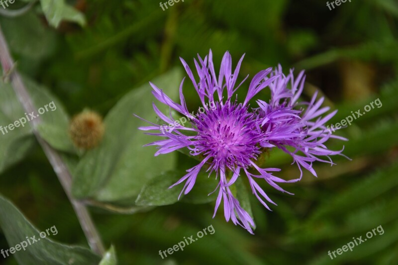 Cornflower Nature Purple Plant Flower