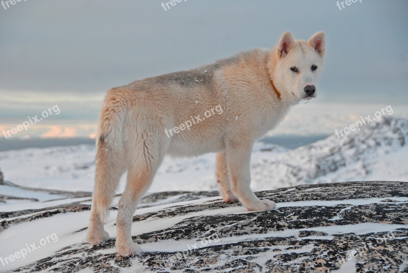 Greenland Dog Dog Greenland Free Photos