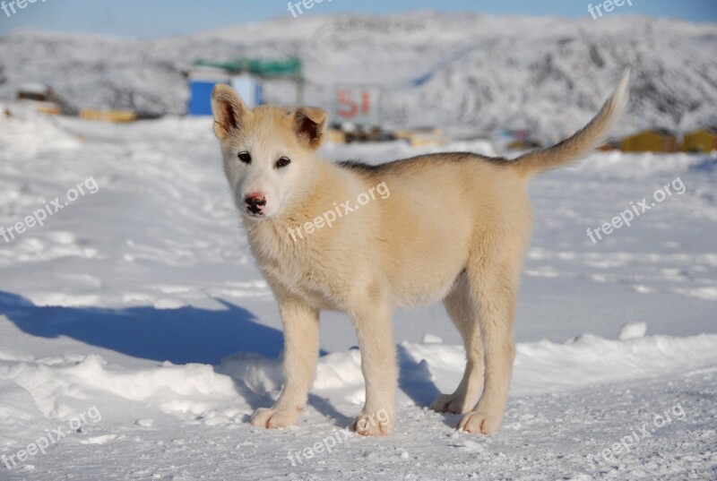 Greenland Dog Dog Greenland Puppy Free Photos