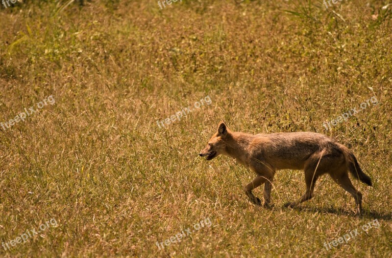 Wildlife Wild Dog Fauna Nature Wild