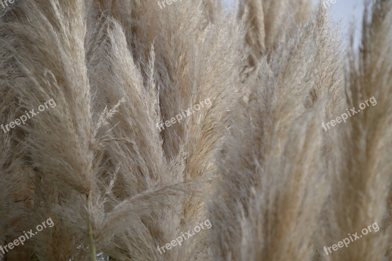 Reed Nature Plant Marsh Plant Free Photos