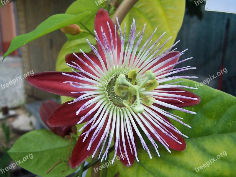 Passiflora Tropicale Creeper Hybrid Purple