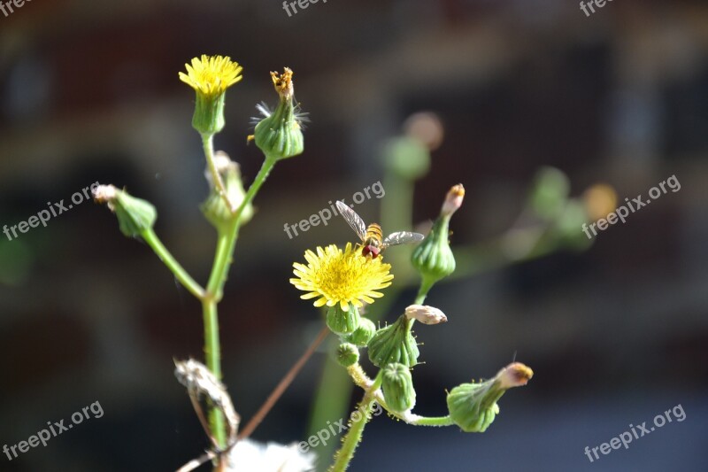 Bug Dandelion Yellow Wild Flowers Garden