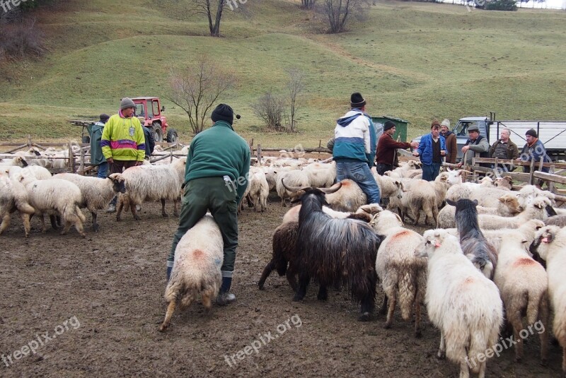 Sheep Sheepfold Wool Lamb Pasture