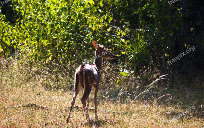 Deer Animal Wildlife Nature Wild