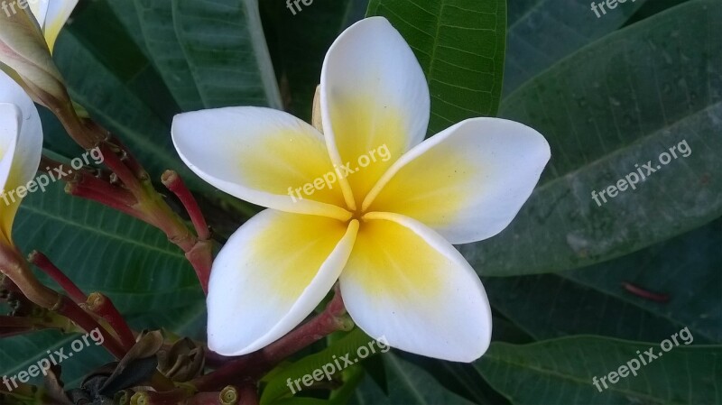 Plumeria Flower Green Nature Spring