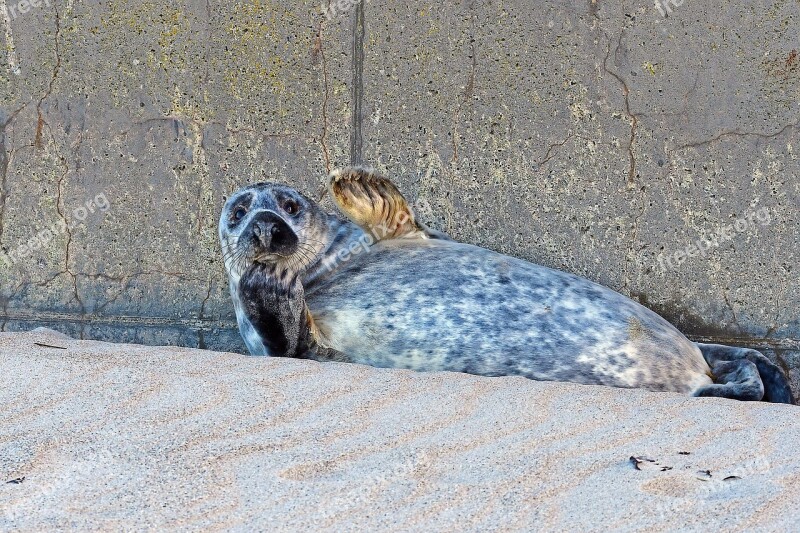 Grey Seal Heligoland Dune Crawl North Sea Free Photos