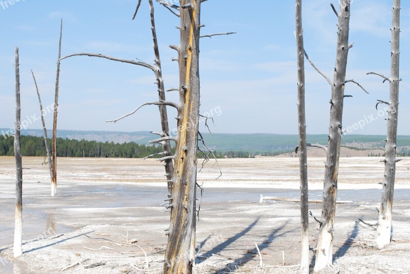 Beautiful Landscape Yellowstone Trees National Park