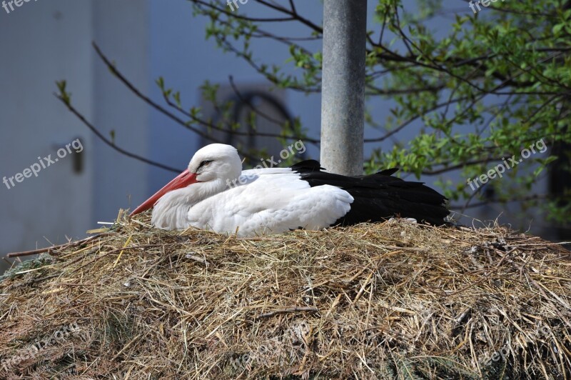 Stork Nest Zoo Storchennest Rattle Stork