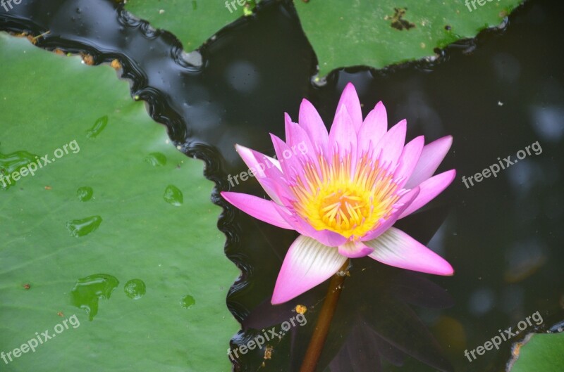 Lotus Hainan Tropical Botanical Garden Free Photos