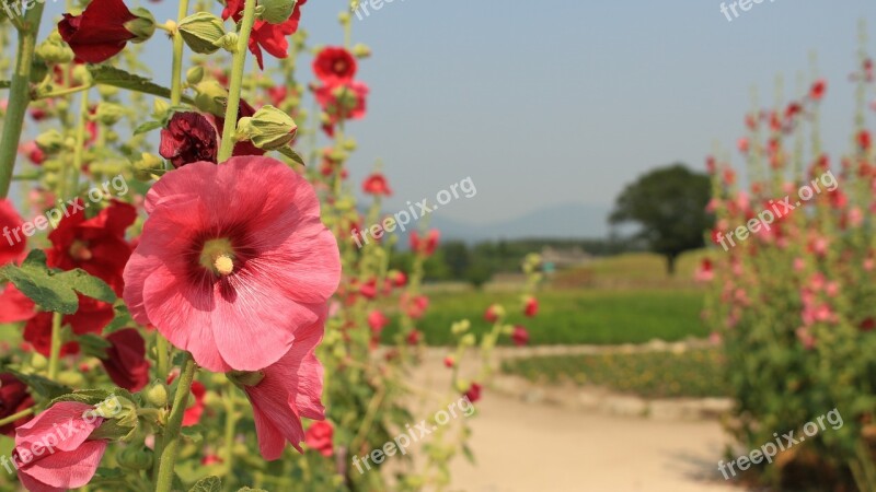 Hollyhock Nature Flowers Pink Petals Summer