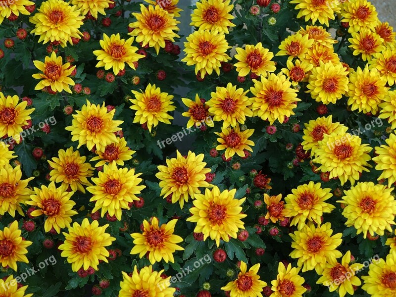 Small Chrysanthemum Yellow Upward Compositae Free Photos