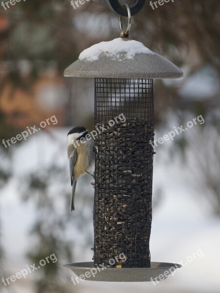 Bird Chickadee Wildlife Black-capped Nature