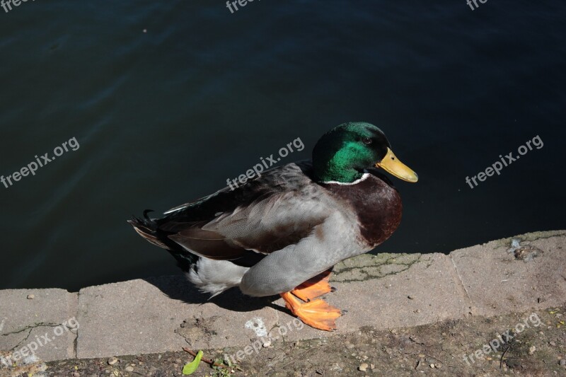 Duck Male Wild Wildlife Pond