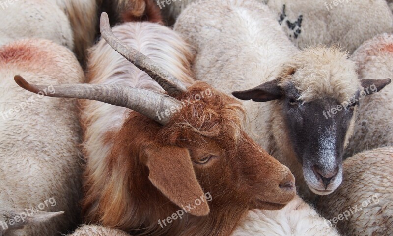 Goats Brown Goat Ram Horns Farm