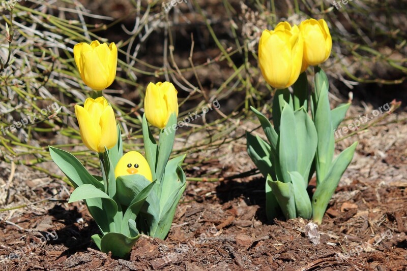 Easter Egg Hunt Yellow Tulip