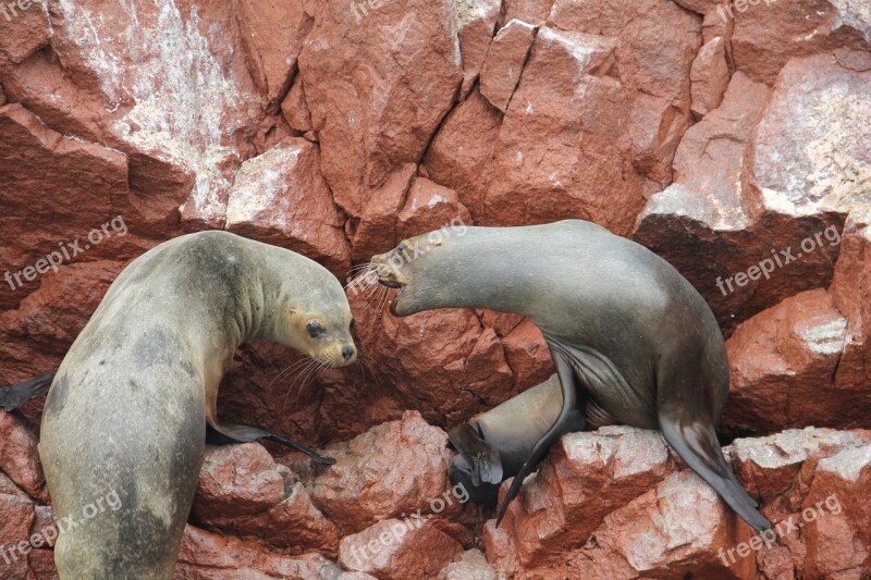 Ballestas Islands Paracas Pisco Peru Park