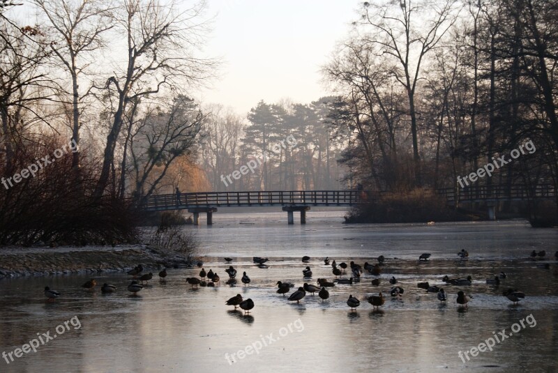 Park Ducks Pond Duck Bird