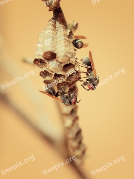 Wasp Nest Insects Free Photos