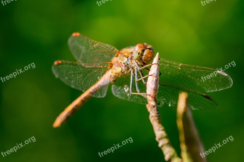 Dragonfly Throne Laid Free Photos