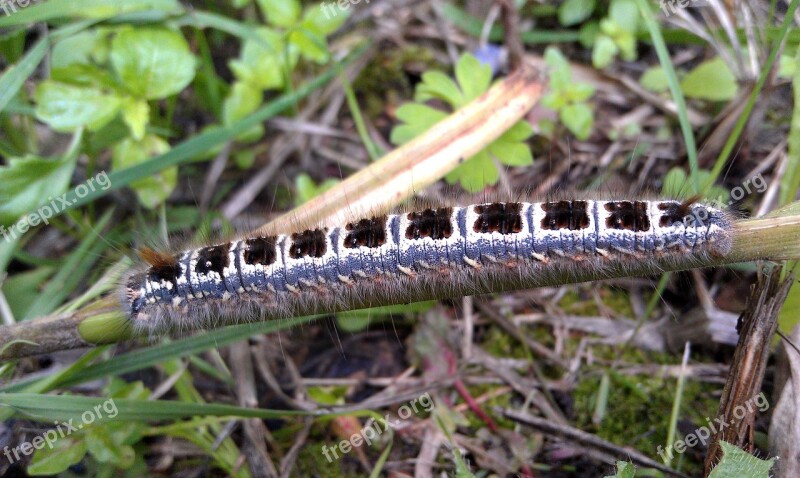 Caterpillar Summer Grass Insect Macro