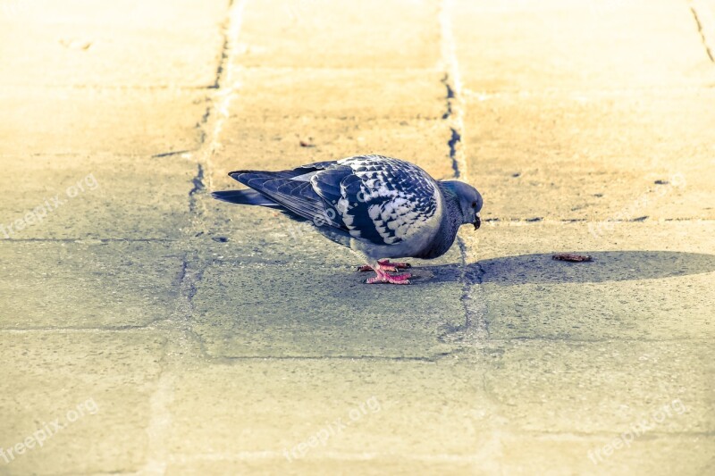 Pigeon Bird Pigeons Colombo Birds