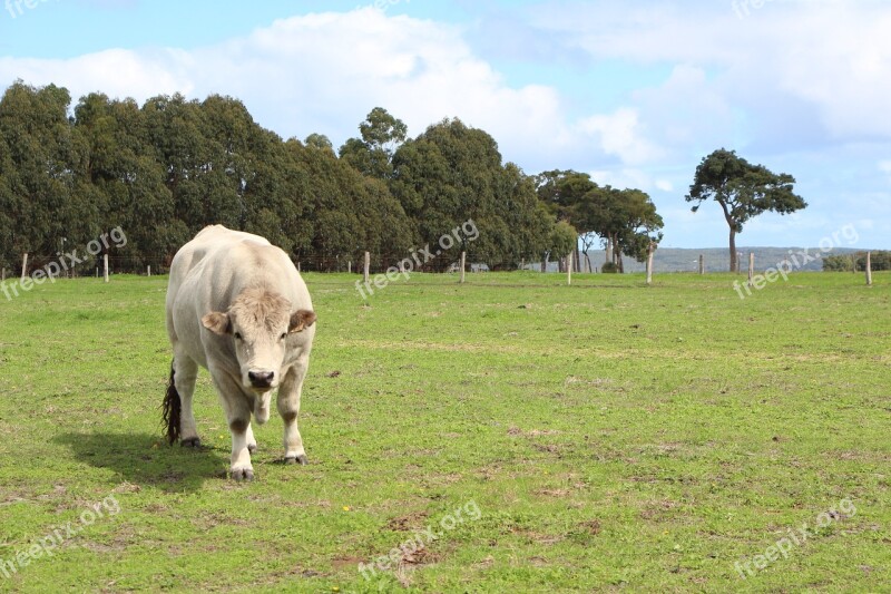 Cow Green Paddock Nature Meadow