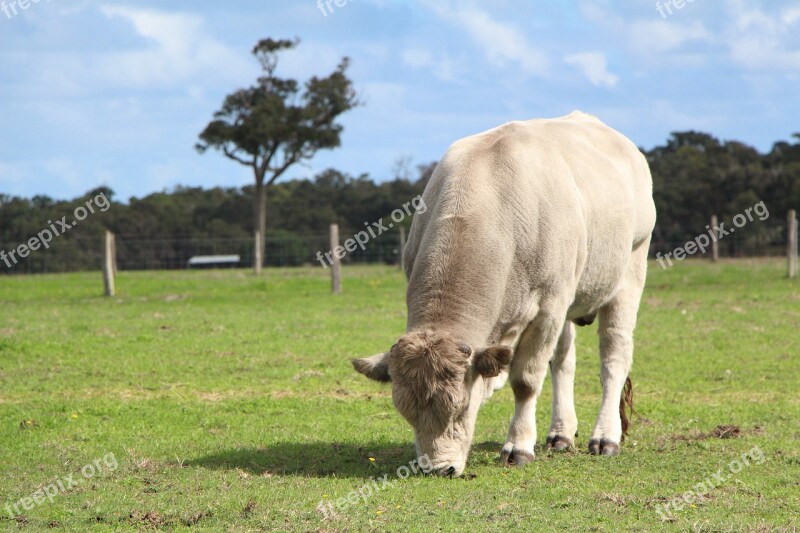 Cow Green Paddock Nature Meadow